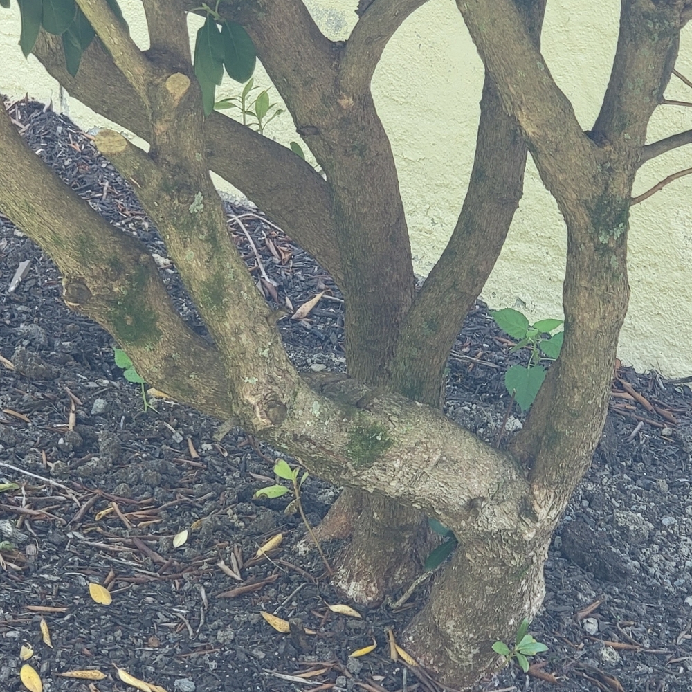 Rhododendron Tree - Picture 2 of 7